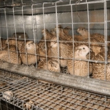 Kako zaraditi na uzgoju prepelica: detaljan poslovni plan